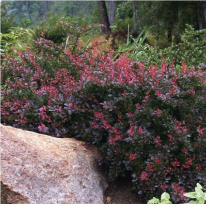 Crimson Pygmy Barberry 3-5G