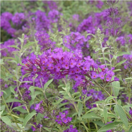 Nanho Purple Butterfly Bush 3-5G