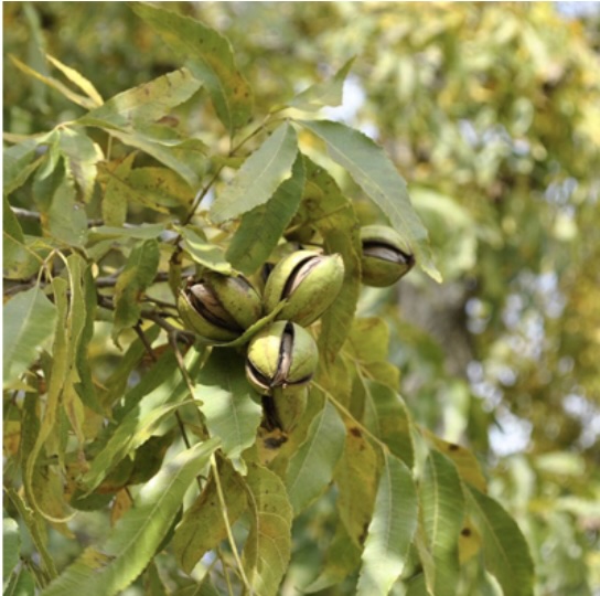 Pawnee Pecan 7G