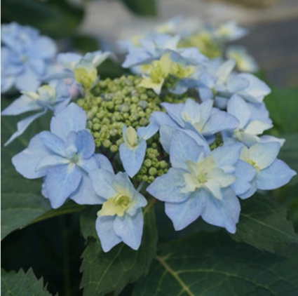 Tuff Stuff Ah-Ha&reg; Reblooming Mountain Hydrangea 2G