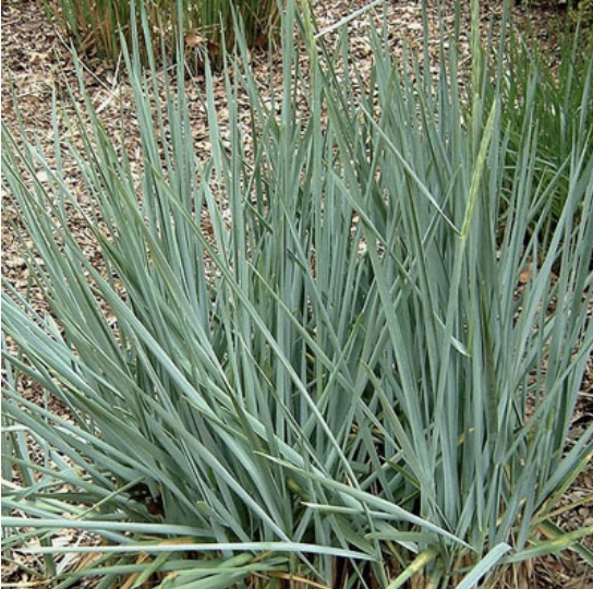 Blue Dune Lyme Grass 1G