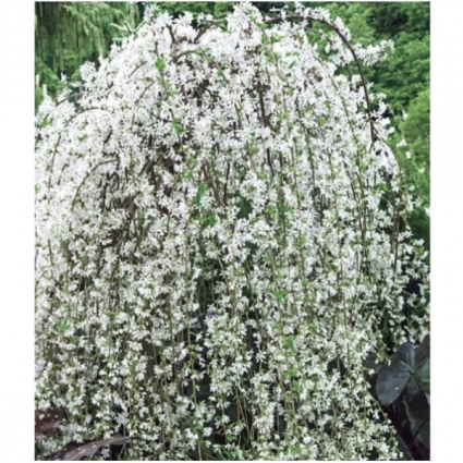 Snow Fountains Weeping Cherry 7G