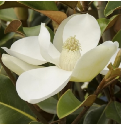 Bracken�s Brown Beauty Espalier Magnolia 7G