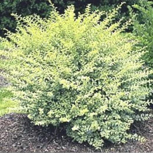 Variegated Privet 3-5G