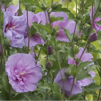 Lavender Chiffon Althea Tree 7G