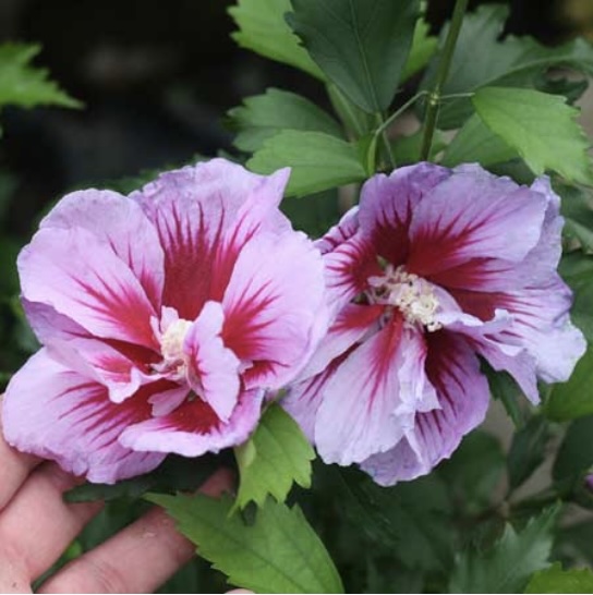 Purple Pillar&reg; Rose of Sharon 2G