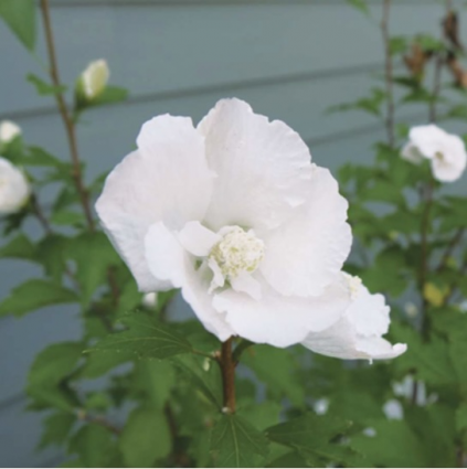White Pillar&reg; Althea 2G