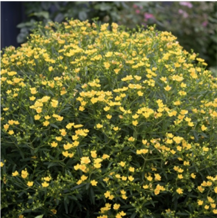 Sunny Boulevard&reg; Hypericum 2G