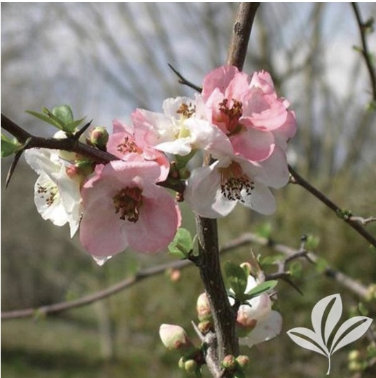 Apple Blossom Quince 3-5G