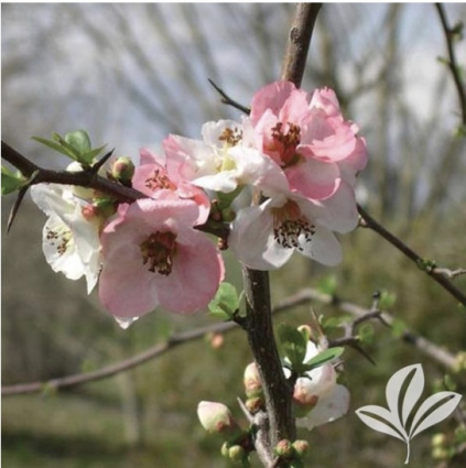 Apple Blossom Quince 3-5G
