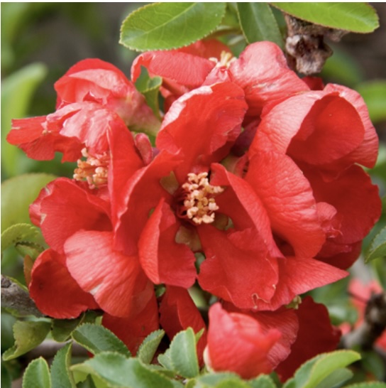 Texas Scarlet Quince 3-5G