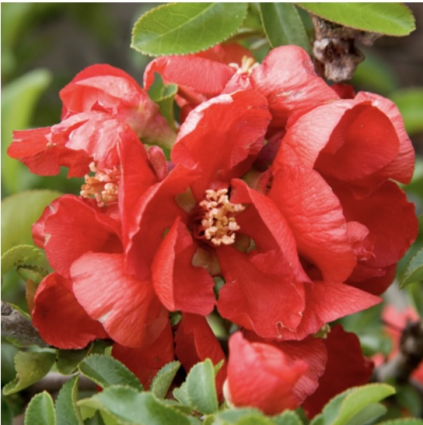 Texas Scarlet Quince 3-5G