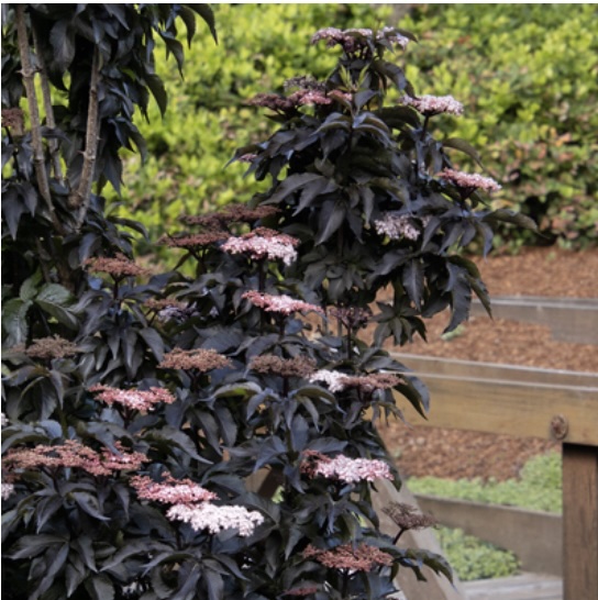 Black Tower Elderberry 3-5G