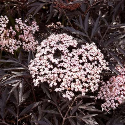 Black Lace Elderberry 3-5G