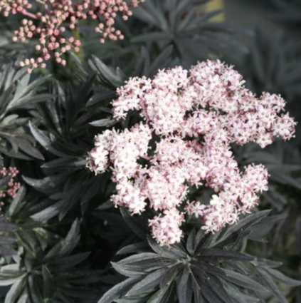 Laced Up&reg; Elderberry 3-5G