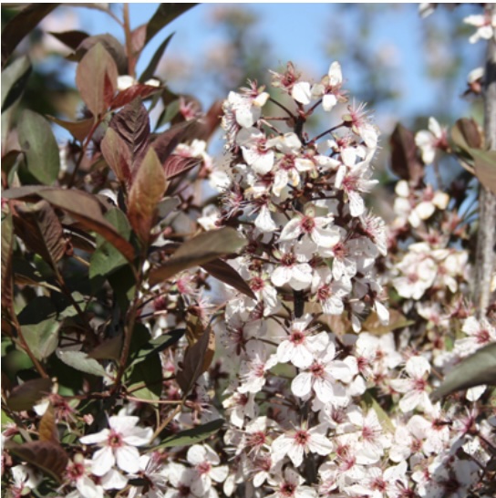 Purpleleaf Sand Cherry Tree&nbsp;&nbsp;3-5G