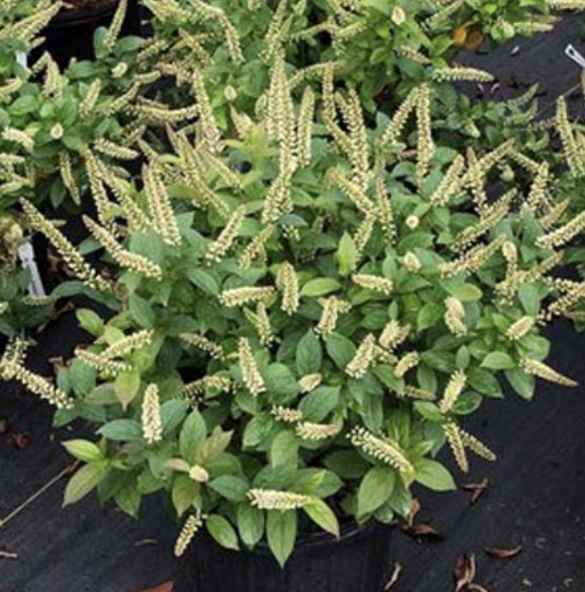 Fizzy Mizzy&reg; Sweetspire 3-5G