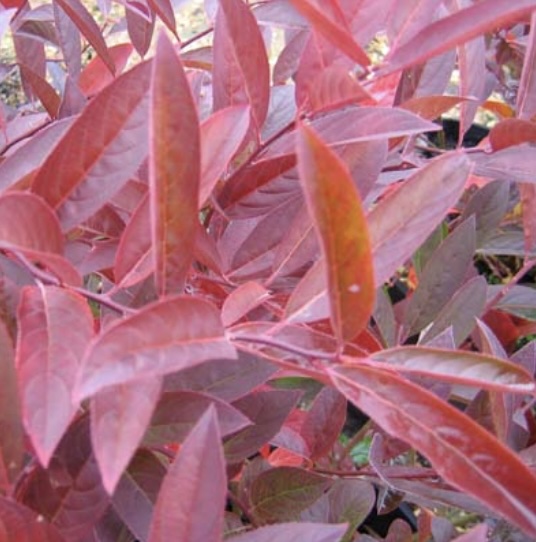 Henry's Garnet Sweetspire 3-5G