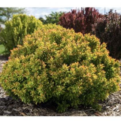 Limoncello Barberry 2G