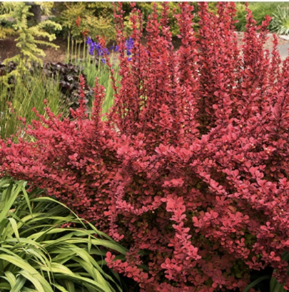 Orange Rocket Barberry 3-5G