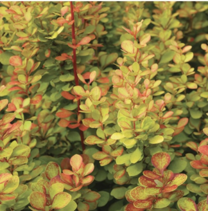 Orange Torch Barberry 3-5G