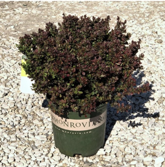Pygmy Ruby Barberry 2G