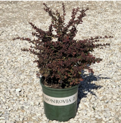 Rose Glow Barberry 2G