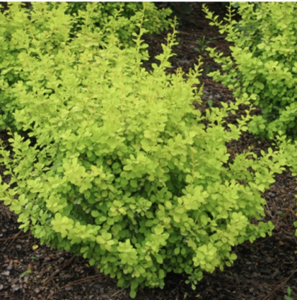 Bonanza Gold Barberry 2G