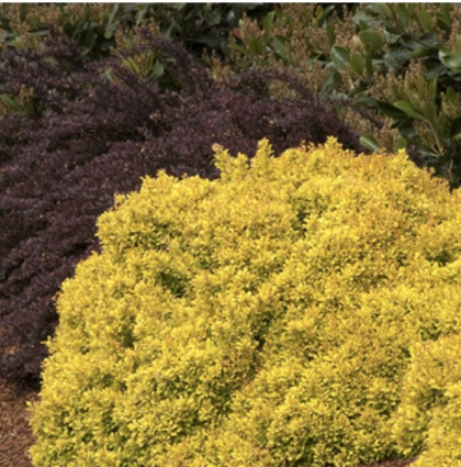 Golden Nugget Barberry 1G