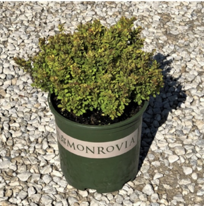 Golden Nugget Barberry 2G