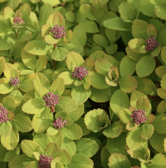 Glow Girl&reg; Birchleaf Spirea Spirea 2G
