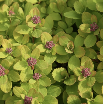 Glow Girl&reg; Birchleaf Spirea Spirea 2G