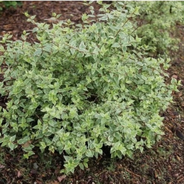 Mucho Gusto&reg; Abelia 3-5G