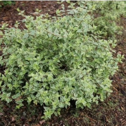 Mucho Gusto&reg; Abelia 3-5G
