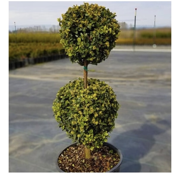 Green Mountain 2-Tier Poodle Boxwood 5G