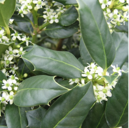 Nellie R Stevens Holly 15G