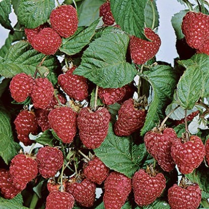 Boyne Raspberry 1G