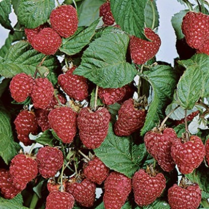 Boyne Raspberry 1G