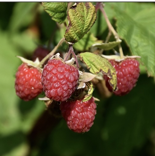 Encore Raspberry 1G