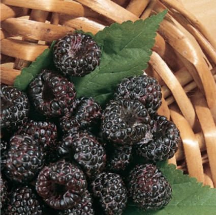 Jewel Black Raspberry 3G