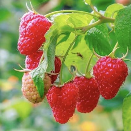 Latham Raspberry 1G