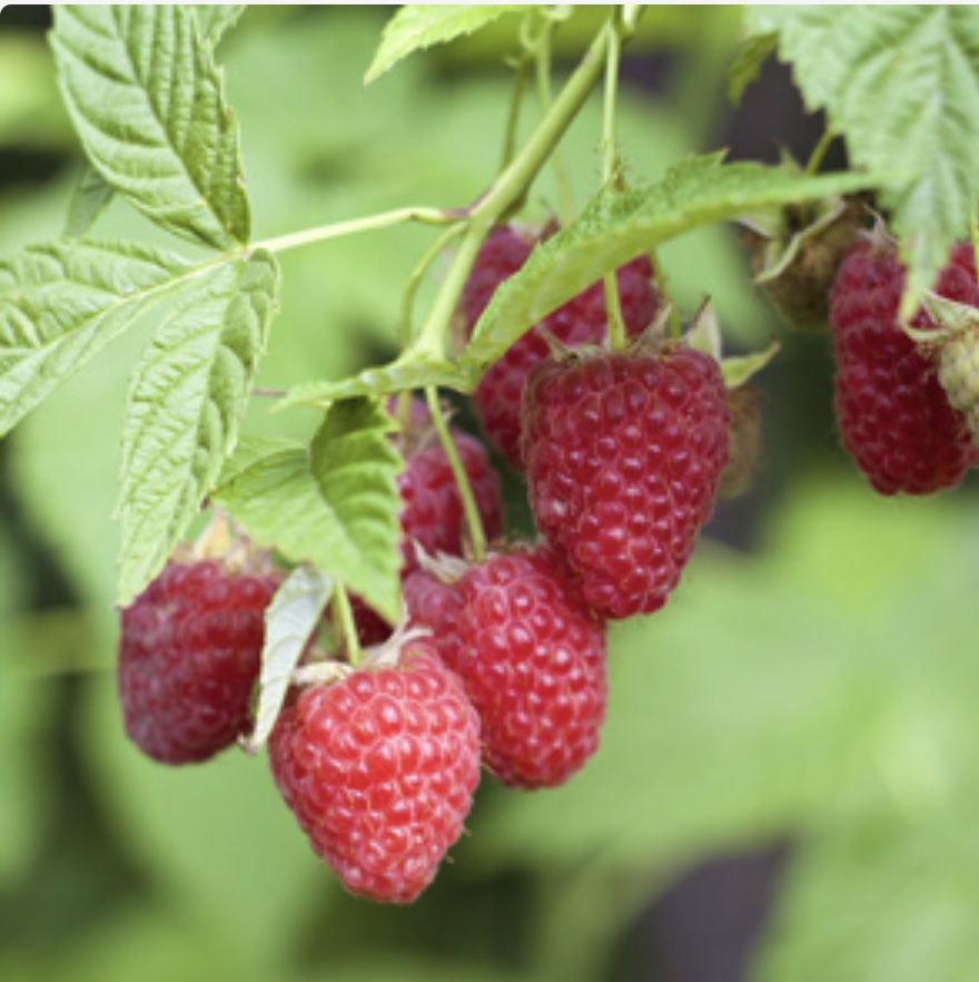 Tulameen Raspberry 1G