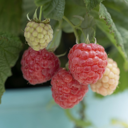 Raspberry Shortcake&reg; Raspberry 2G