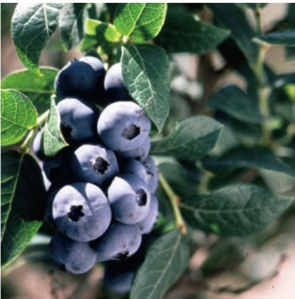 Chippewa Blueberry 1G