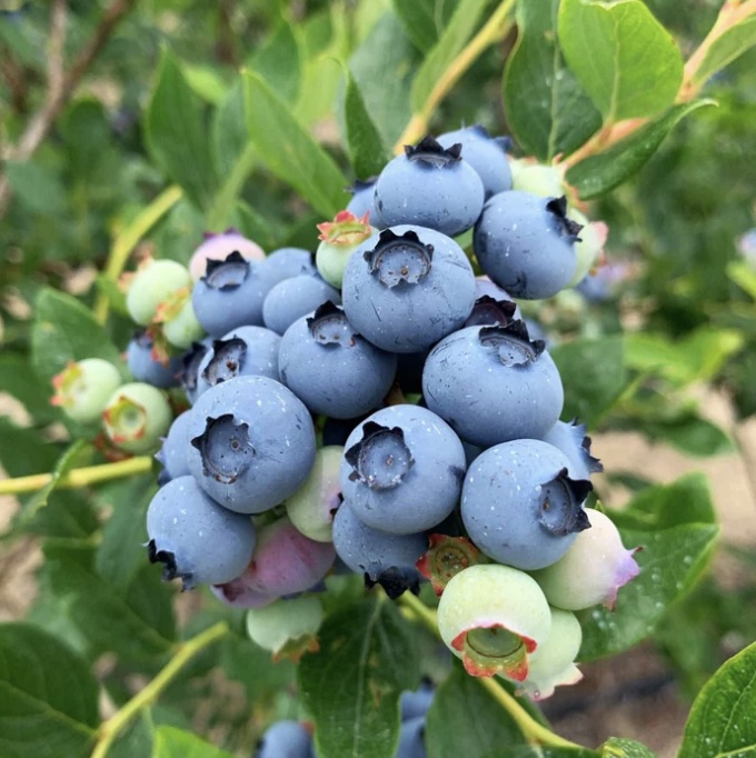 Jersey Blueberry 1G
