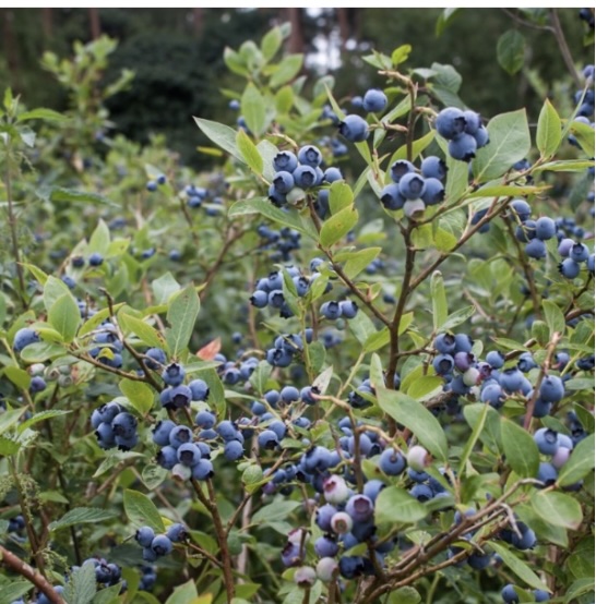 Northland Blueberry Bush 1G
