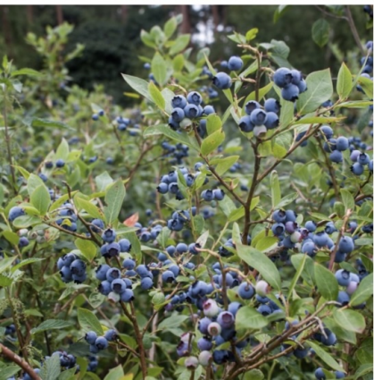 Northland Blueberry Bush 1G