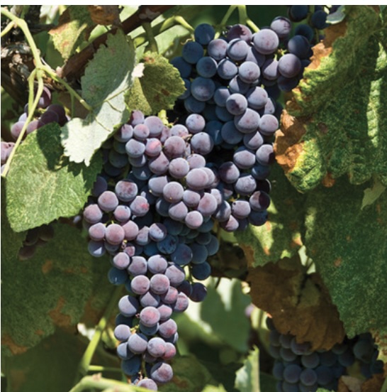 Concord Seedless Grape 2G