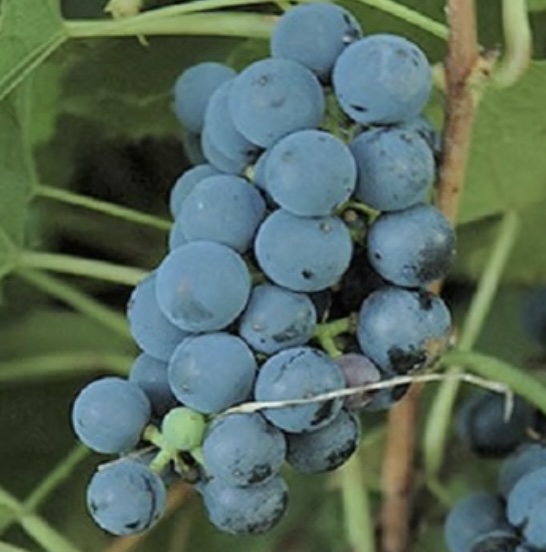 Valiant Grape 3G