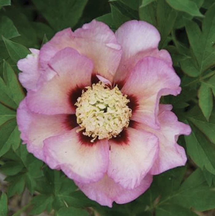 Pastel Splendor Itoh Peony 3G